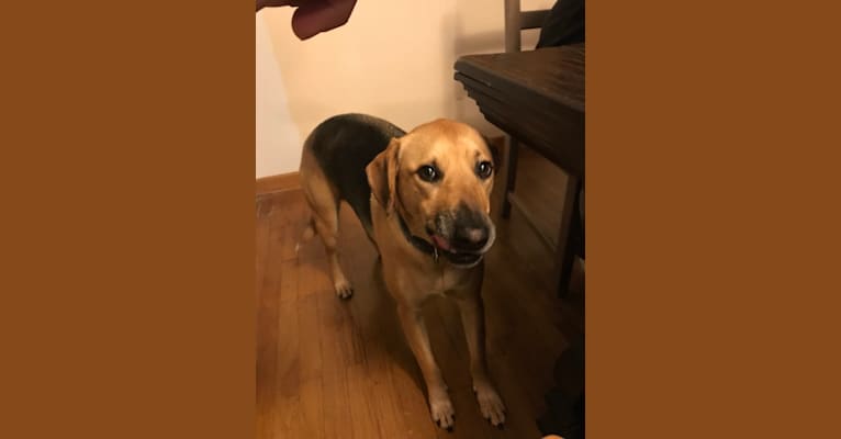 Photo of Daisy, an American Foxhound, American Pit Bull Terrier, and German Shepherd Dog mix
