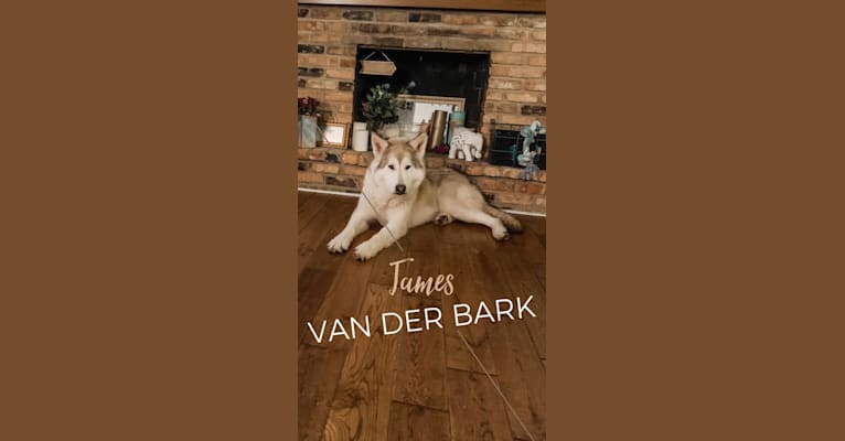 James Van Der Bark a dog tested with EmbarkVet.com