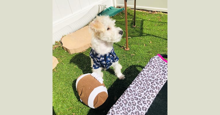 Photo of Kai, a Miniature Schnauzer, Poodle (Small), Chihuahua, and Miniature Pinscher mix in San Diego, California, USA