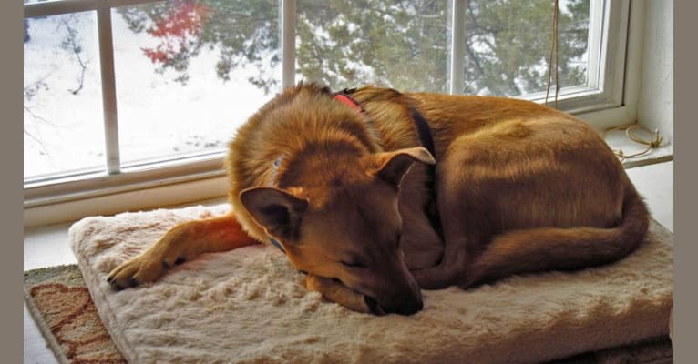 Raku, a Rottweiler and Siberian Husky mix tested with EmbarkVet.com