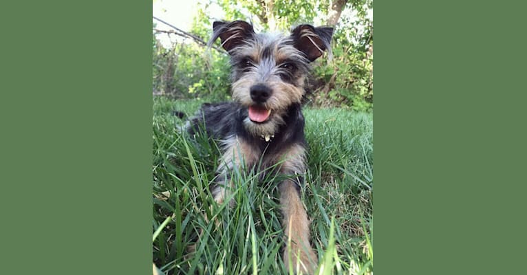 Schnauzer rat terrier discount