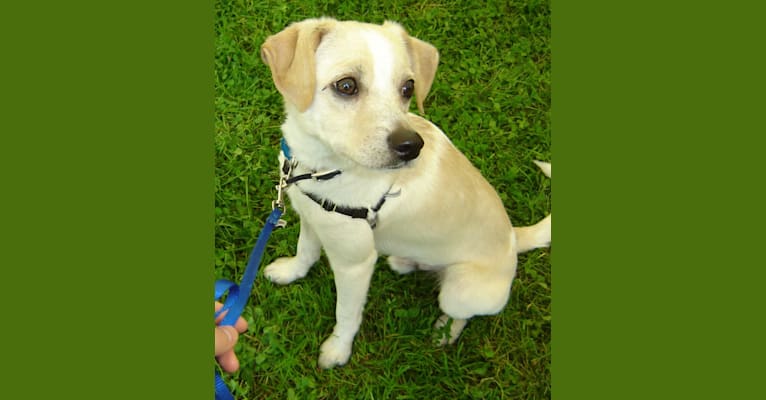 Nicco, a Russell-type Terrier and Bichon Frise mix tested with EmbarkVet.com