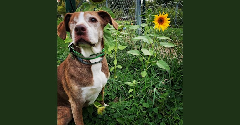 Photo of Josie, an American Pit Bull Terrier and English Springer Spaniel mix in Flint, Michigan, USA