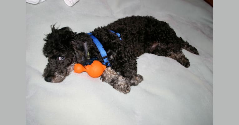Teddy, a Bichonpoo (20.0% unresolved) tested with EmbarkVet.com