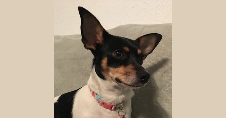 Mimi, a Chihuahua and Shih Tzu mix tested with EmbarkVet.com