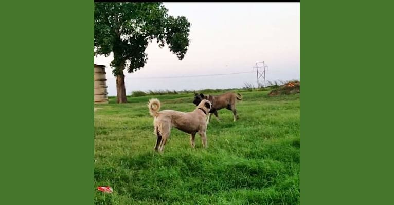 Ziva the Diva, an Anatolian Shepherd Dog tested with EmbarkVet.com