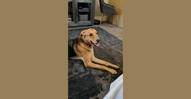 Lido, a Labrador Retriever and Coonhound mix tested with EmbarkVet.com