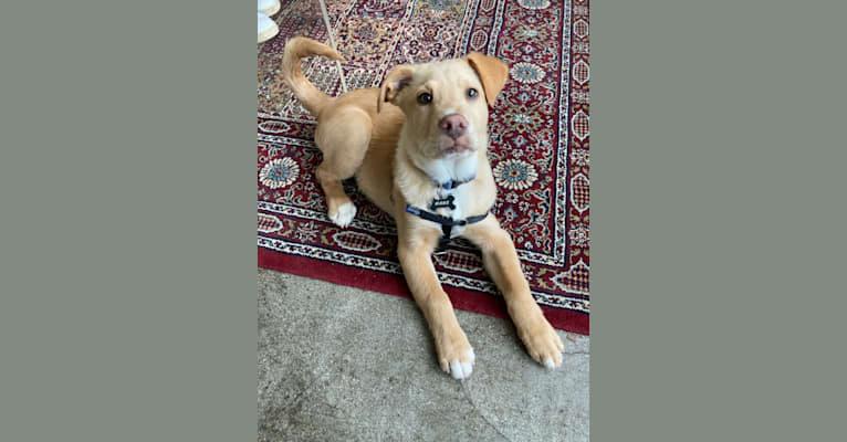 Photo of Hans, an American Pit Bull Terrier and Australian Cattle Dog mix in Mississippi, USA