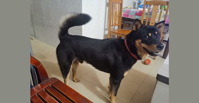 铁仔, a Vietnamese Village Dog tested with EmbarkVet.com