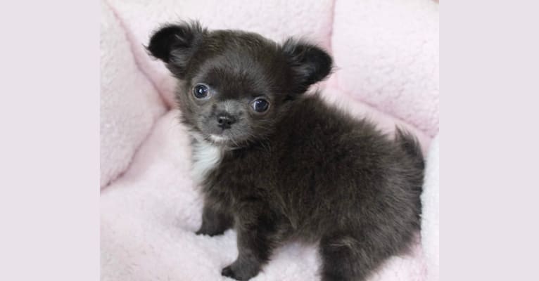 Photo of Phoebe, a Chihuahua 