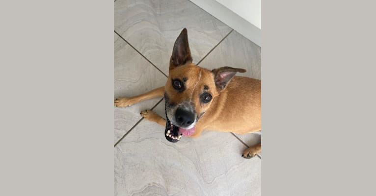 Riley, a Staffordshire Terrier and Labrador Retriever mix tested with EmbarkVet.com