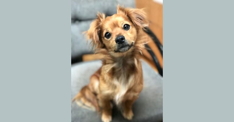 Wrigley, a Chihuahua and Poodle (Small) mix tested with EmbarkVet.com
