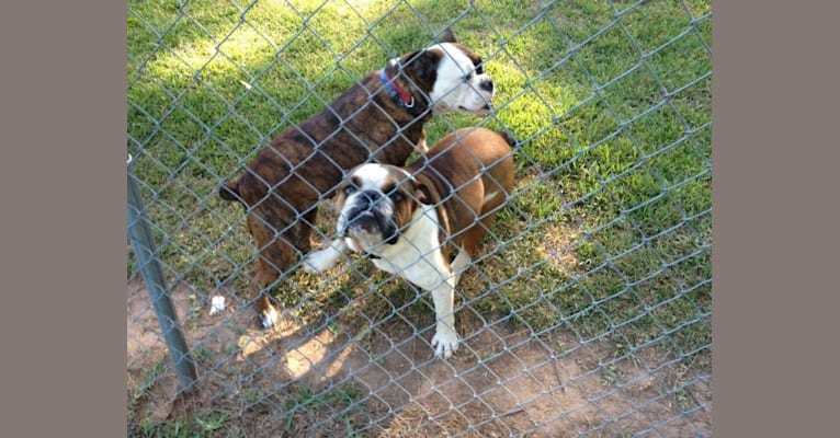 Embark Dog Dna Test Breed