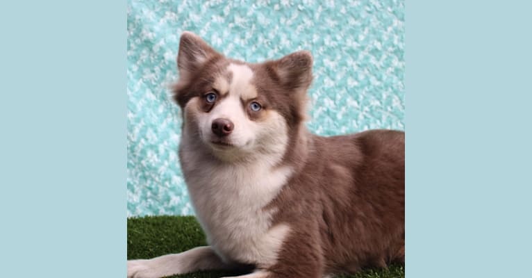 Photo of Bruni, a Pomsky  in Maine Aim Ranch, King, Allerton, IA, USA