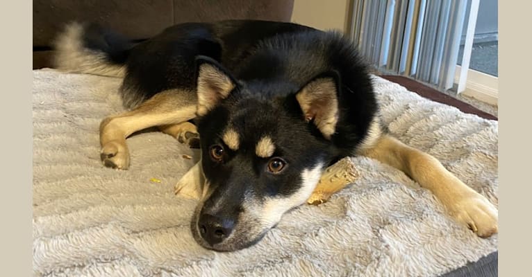 Aspen, a Siberian Husky and Pomeranian mix tested with EmbarkVet.com