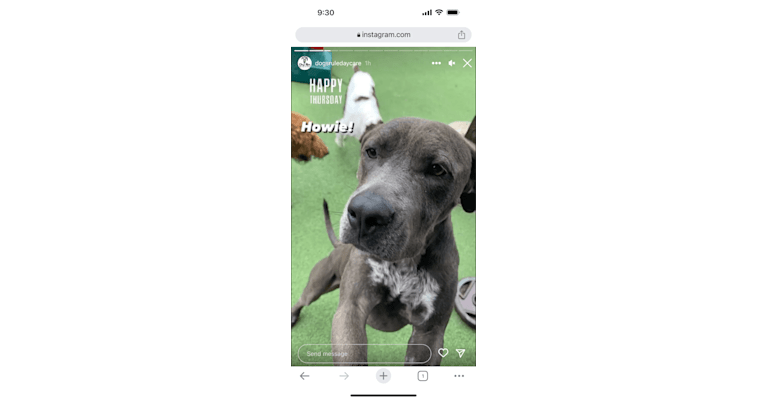 Howie Moon, an American Pit Bull Terrier and Great Pyrenees mix tested with EmbarkVet.com