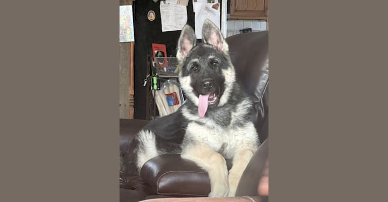 Arwen, a German Shepherd Dog tested with EmbarkVet.com