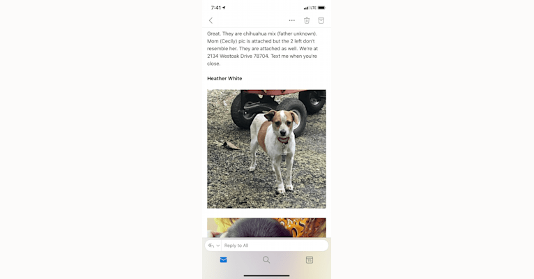 Maverick, a Chihuahua and Pomeranian mix tested with EmbarkVet.com