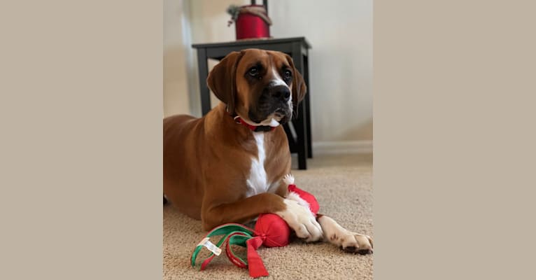 Holmes, a Boxer and American Foxhound mix tested with EmbarkVet.com