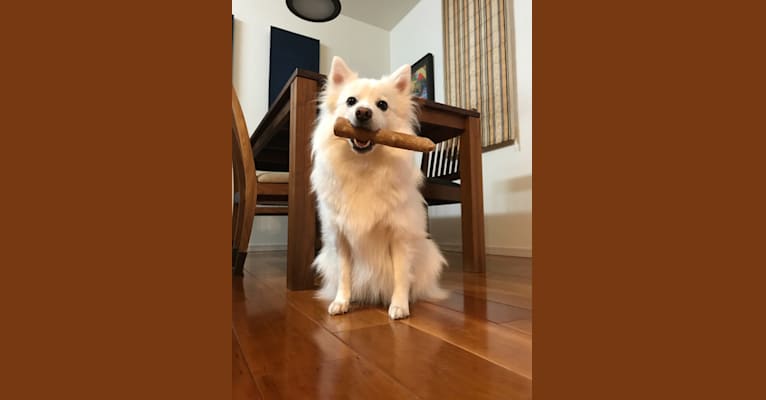 Colo, an East Asian Village Dog and American Eskimo Dog mix tested with EmbarkVet.com