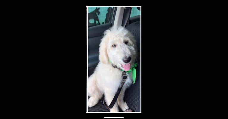 Photo of Roscoe, a Poodle (Standard) and Golden Retriever mix in Little Rock, Arkansas, USA