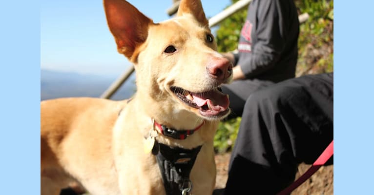 Kaladin, an American Pit Bull Terrier and Siberian Husky mix tested with EmbarkVet.com