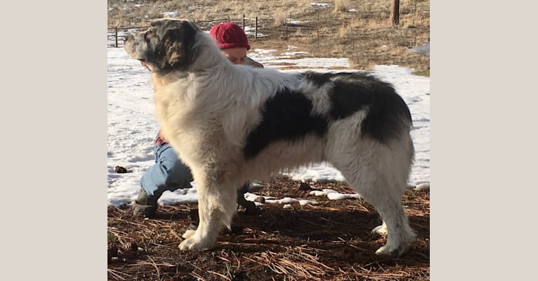 Photo of Chewbacca, a Pyrenean Mastiff  in France