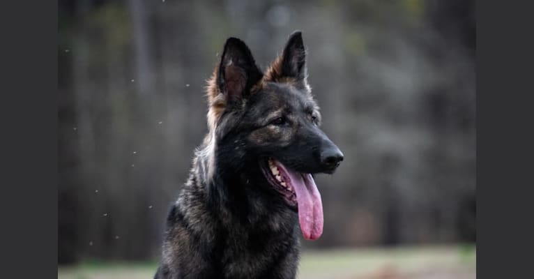 Chloe Moravia Go-Ha, a German Shepherd Dog tested with EmbarkVet.com