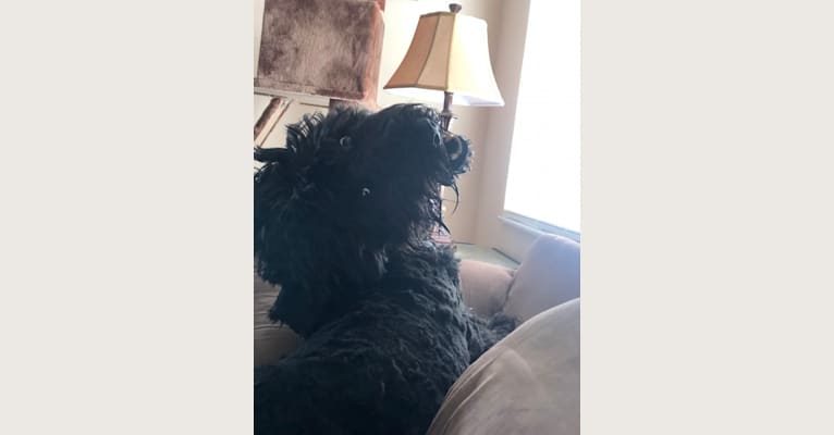Leopold, a Newfypoo tested with EmbarkVet.com
