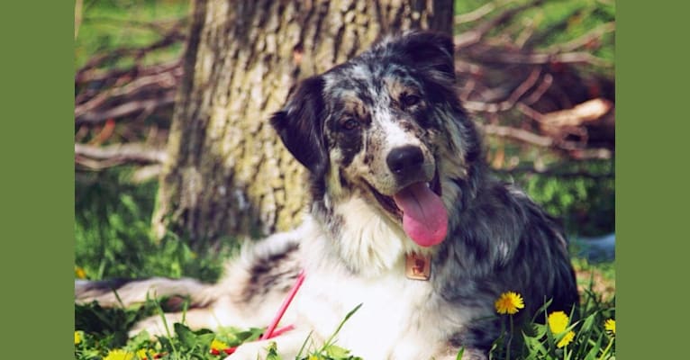 Atlas, a German Shepherd Dog and Labrador Retriever mix tested with EmbarkVet.com