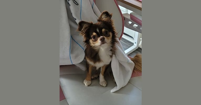 Mia, a Chihuahua tested with EmbarkVet.com