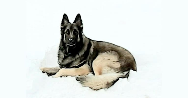 King Kavik, a German Shepherd Dog and Belgian Malinois mix tested with EmbarkVet.com
