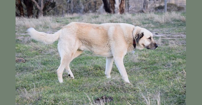 Pasha, an Anatolian Shepherd Dog tested with EmbarkVet.com