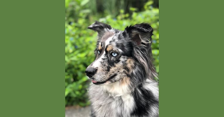 Australian shepherd wolf hybrid deals