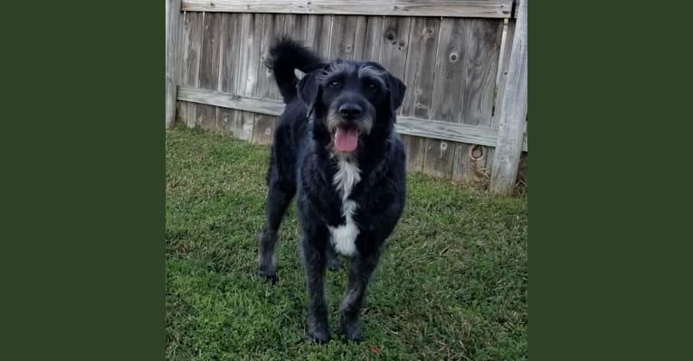 Photo of Laszlo, a Greater Swiss Mountain Dog and Poodle (Standard) mix in Houston, Texas, USA