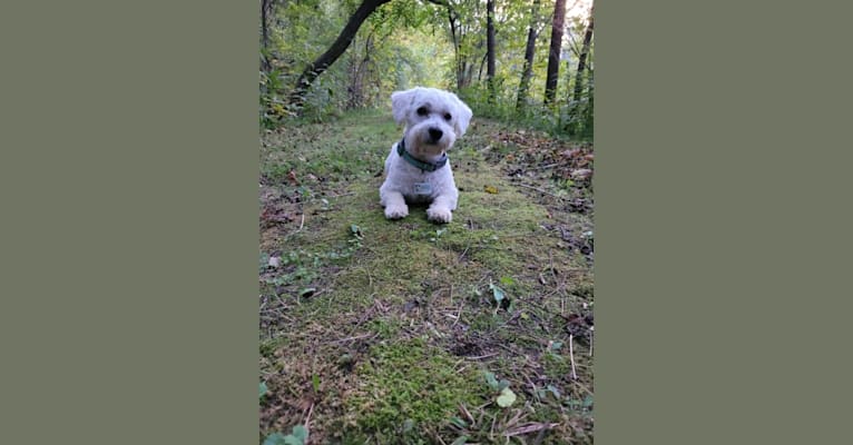 Photo of Griffin, a Poodle (Small), Chihuahua, Bichon Frise, and Shih Tzu mix in Dacula, GA, USA