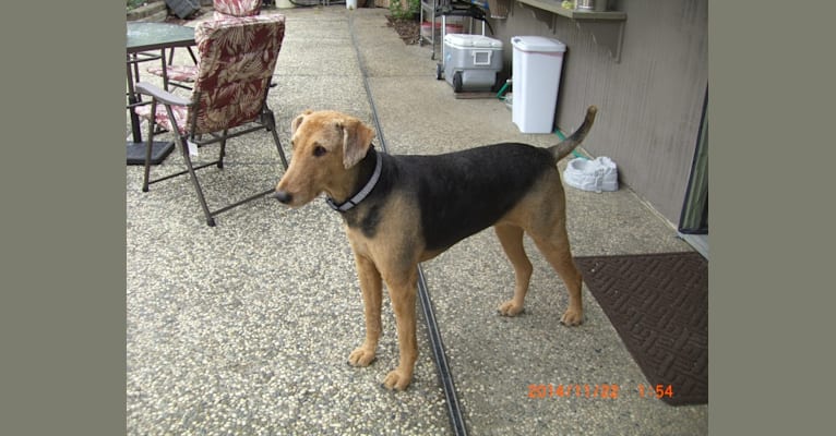 Photo of Hana, an Airedale Terrier  in California, USA
