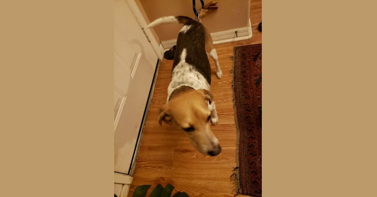 Snoopy, a Beagle and American Foxhound mix tested with EmbarkVet.com