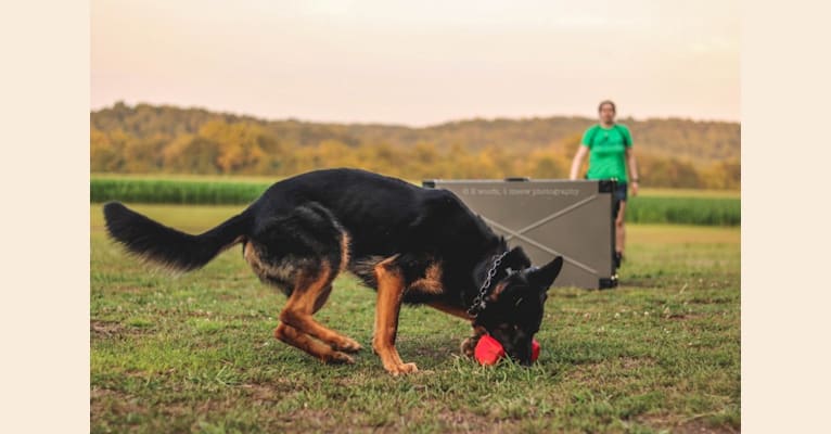 Canon, a German Shepherd Dog tested with EmbarkVet.com