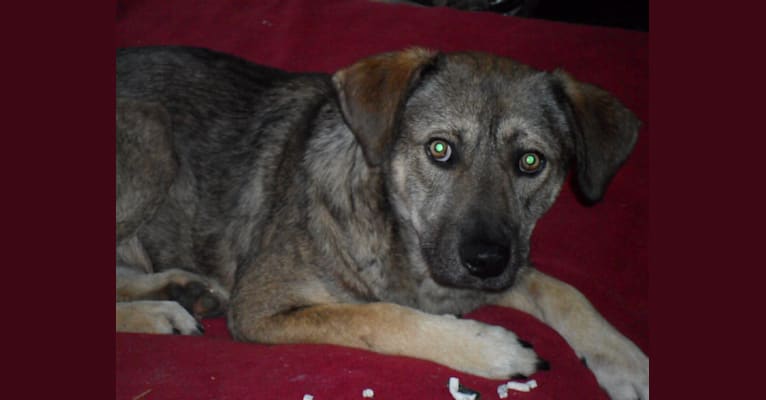 Darcy, an European Village Dog tested with EmbarkVet.com