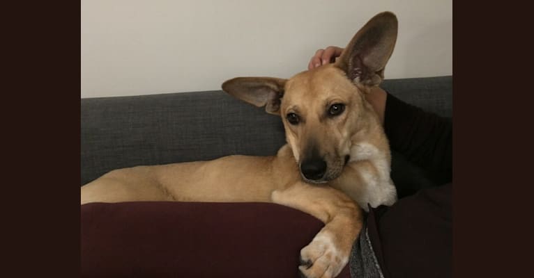 Poppy, a West Asian Village Dog tested with EmbarkVet.com