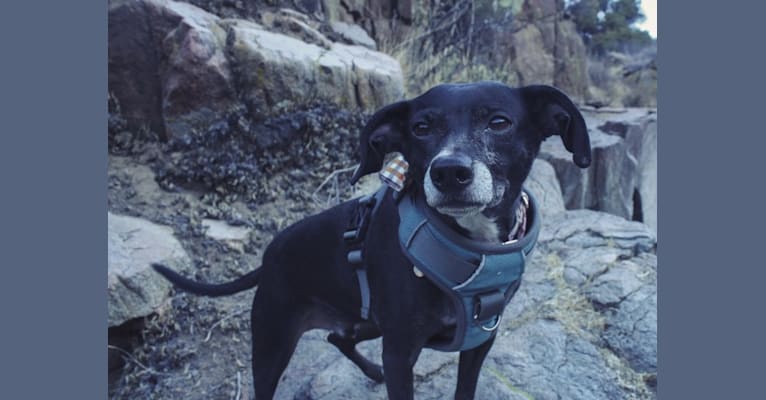 Mister Bo, a German Shorthaired Pointer and Chihuahua mix tested with EmbarkVet.com