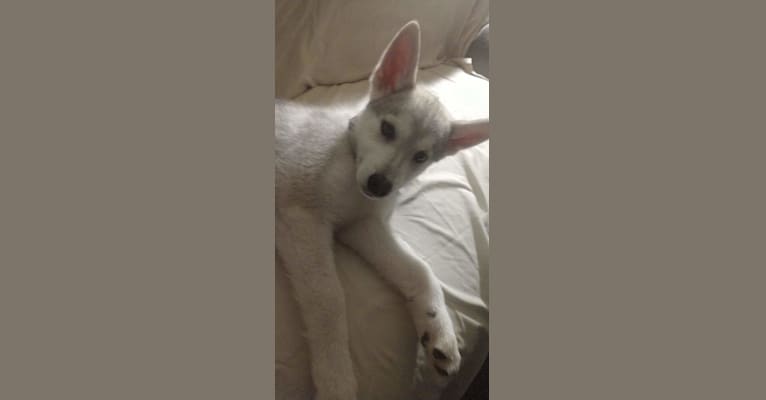 Asher, a Siberian Husky and Alaskan Malamute mix tested with EmbarkVet.com