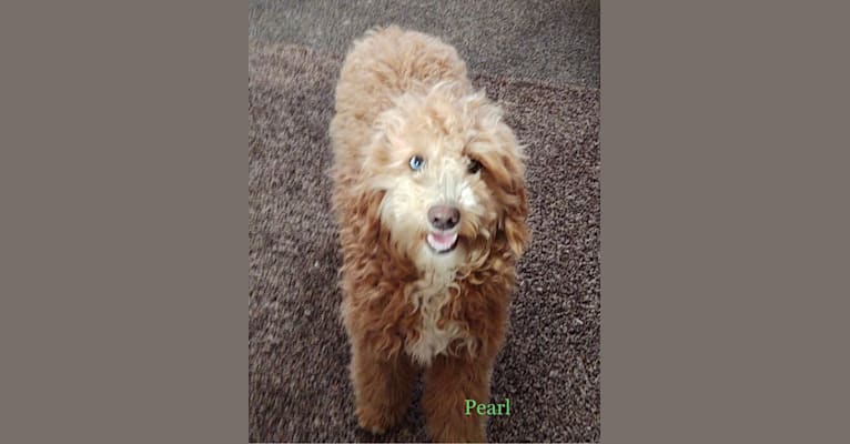 Pearl, a Goldendoodle tested with EmbarkVet.com