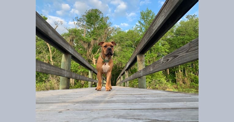 Photo of Gus, an American Bully and American Bulldog mix in Starke, Florida, USA