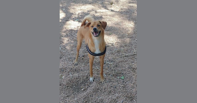Photo of Hogan, a Chihuahua, Australian Cattle Dog, Poodle (Small), and American Pit Bull Terrier mix in New Mexico, USA