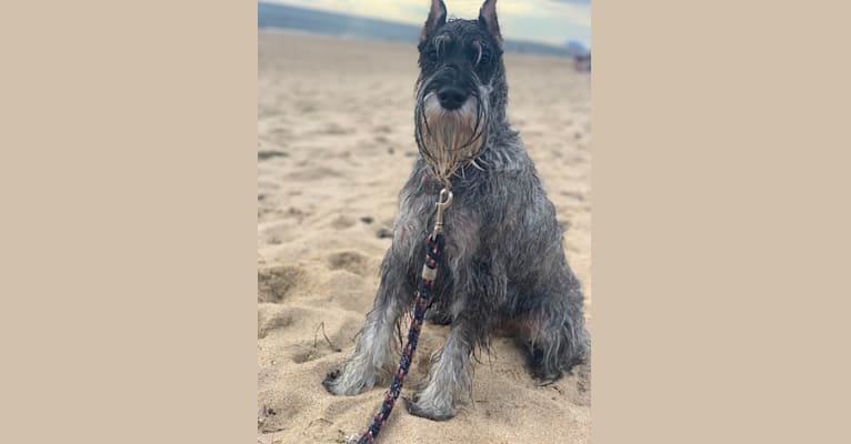 Photo of Alfred, a Standard Schnauzer  in Maryland, USA