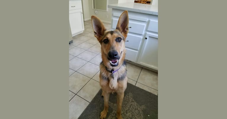 Racine, a German Shepherd Dog tested with EmbarkVet.com
