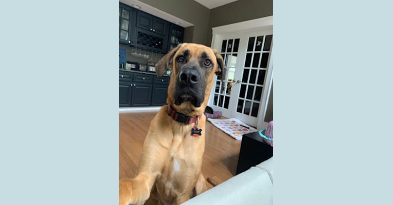 Irish wolfhound cane corso mix 2025