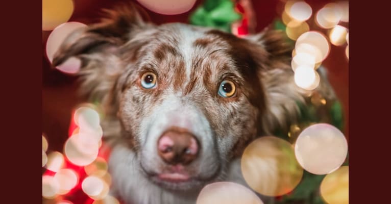 Spurs N Ashes, a Border Collie tested with EmbarkVet.com